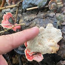 Image result for Merulius incarnatus