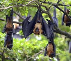 Bats hang upside down when they are not in flight foraging for food. Why Do Bats Hang Upside Down