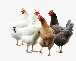 Group Of Chickens Poultry Animal White Png Transparent Image And Clipart For Free Download Beautiful Chickens Hens Animals