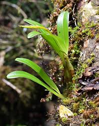 Image result for Tridactyle bicaudata