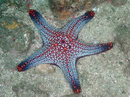 Image result for Pentarrhinum abyssinicum