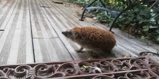 A hedgehog is any of the spiny mammals of the subfamily erinaceinae, in the eulipotyphlan family erinaceidae. The First Hedgehog Of The Year Here In Austria Found In The Garden Of My Parents Aww