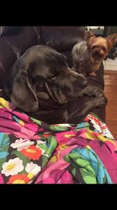 Hide this posting restore restore this posting. Courtesy Posting Panama City Fl Bff Animal Rescue Facebook