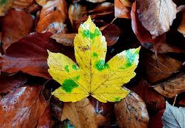枫叶 叶子 秋天的落叶 秋天树叶 性质 秋季 秋天的颜色 plant leaves free images nature