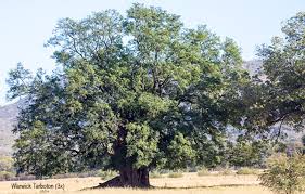Image result for Xanthocercis zambesiaca