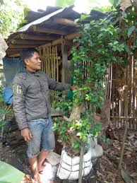 Bonsai Serut Jadi Incaran Mandirikan Desa Sejahterakan Rakyat