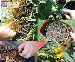 If you want to keep sunflowers all summer, you'll have to replant every 10 to 14 days. Cheerful Sunflowers About The Garden Magazine