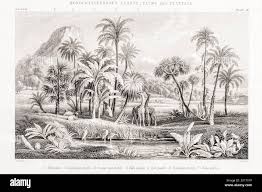 Image result for Usteria guineensis