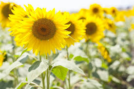 Aster atau daisy banyak tumbuh di padang rumput. Bunga Matahari Kuning Cantik Foto Gratis Di Pixabay