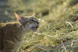 The simple answer to this question is yes. the more complicated answer, of course, is the individual why lurking behind the behavior speculating on why cats eat plants is very interesting, of course. Why Do Cats Eat Grass Reasons