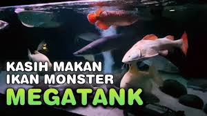 Channa ikan predator air tawar para pecinta ikan predator pasti sudah tidak akan asing lagi dengan ikan channa atau gabus. Kasih Makan Ikan Predator Monster Di Megatank Aquarium Air Tawar Youtube