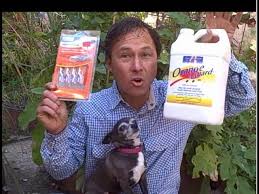 Best Organic Ant Control For Your Home And Vegetable Garden Youtube