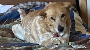 Fundraiser by Glen Pam Rayburn : Bella's Surgery