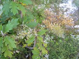 Image result for Bocconia arborea