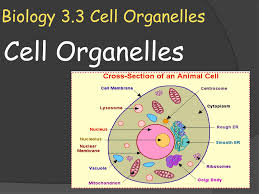 Which animal cell organelle has a similar function. Ppt Biology 3 3 Cell Organelles Powerpoint Presentation Free Download Id 2589353