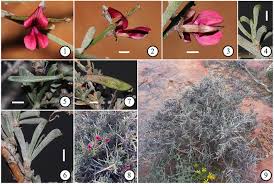 Image result for Indigofera sp.nov. aff. I chimanimaniensis