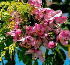 Image result for Cassia grandis