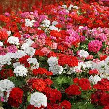 They blend handsome foliage with large clusters of showstopping blossoms in colors of red, pink, rose, salmon, orange, lavender , violet, or white. Amazon Com Outsidepride Geranium Flower Seed Plant Mix 100 Seeds Flowering Plants Garden Outdoor