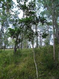 Image result for Psydrax parviflora