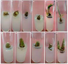 Effect Of Explant Type In Development Of I In Vitro I Micropropagation Protocol Of An Endangered Medicinal Plant Growing Orchids Orchid Seeds Flower Care