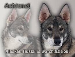 The typical alaskan husky of that time was a heavy dog composed of a saint bernard mix. 4pfotenshop Hundewarnschilder Und Kratzfeste Autoaufkleber Mit Hundemotiven Hundeschilder Metallschilder Turschilder Alaskan Husky