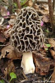 Morille Commune Morchella Vulgaris Champignons Du Poitou Pezizales Poitiers 86 8 Champignons Farcis Champignon Comestible Champignon Dessin