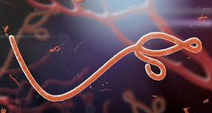 The world health organization has pledged support for guinea after at least seven cases of ebola were reported in the west african country. Ebola Vier Tote In Guinea