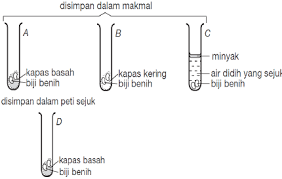 Perkecambahan pada kacang hijau termasuk jenis perkecambahan epigeal karena pertumbuhan hipokotil lebih cepat dibandingkan epikotil sehingga kotiledonnya terangkat ke atas tanah yang sering juga disebut epigeous. Minggu 5 Percambahan Biji Benih