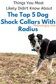 Dog Shock Collar Dog Shock Collar Shock Collar Dogs