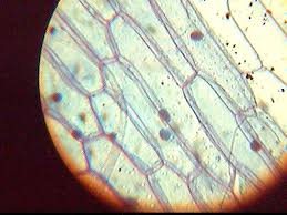 Plant cell under microscope 400x labeled. Microscope Lc Lessons Blendspace