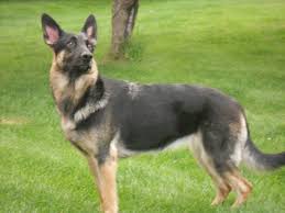 Our shepherd puppies are very friendly, good with children, incredibly social, eager to learn, and easily trained. Sater Nordlicht Crimsons Liberty Of Beartoooth