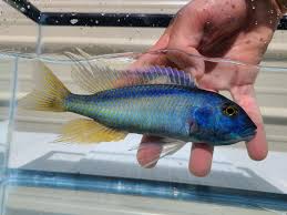 Image result for Rubus adolfi-friederici