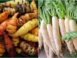 We did not find results for: Contoh Tanaman Sayuran Dari Akar Akarkua