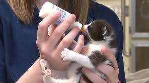 Handle the kittens often at this age to encourage their social development. Bottle Feeding Kittens Youtube