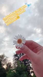 Hazal Cocellli Papatyalar Cicek Instagram