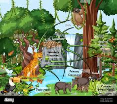 Diagram Showing Food Web In The Rainforest 3177350 Vector Art At Vecteezy