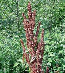 Image result for Afroligusticum runssoricum