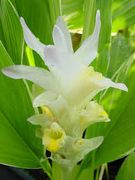 Maybe you would like to learn more about one of these? Petiolata Emperor Hidden Lily Ginger Plant Curcuma Sp Urban Perennials