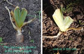 Each season, iris rhizomes will add a new segment from the end of the rhizome that sent up this year's growth. World Of Irises Three Myths About Bearded Irises