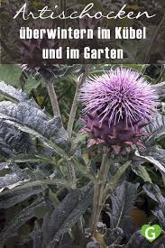 Artischocken Uberwintern Im Garten Und Im Kubel Gruneliebe In 2020 Artischocken Garten Staudengarten