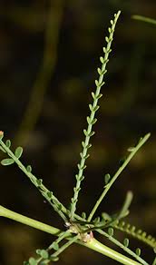 Image result for Parkinsonia aculeata