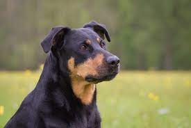 Find a rottweiler by location. Rottweiler Lab Mix The Complete Labrottie Dog Breed Guide All Things Dogs All Things Dogs