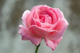 Rosa Foto stock, immagini e sfondi per il download gratuito
