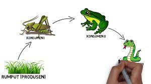Terlihat pada gambar bahwa ular sebagai konsumen iii/konsumen puncak (karnivora). Rantai Makanan Ptium 140533602928 Rantaimakanan Youtube
