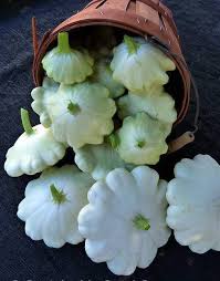 White bush scallop squash recipes. Squash Summer Early White Bush Scallop Bush Squash Organic Vegetable Seed Caribbeangardenseed