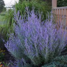 We did not find results for: Perovskia Atriplicifolia Rocketman Pp27526 Walters Gardens Inc