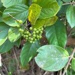 Image result for Crossopteryx