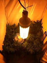 About 1% of these are grow lights, 0% are led grow lights. 250w Cfl Vertical Ahxg13h Cr Stuff Micro Fluo Opengrow