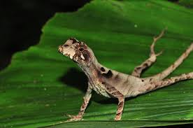 Image result for Anolis scypheus