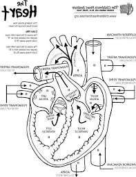 Free Printable Human Anatomy Coloring Pages Heart Diagram Nurse Nursing Study